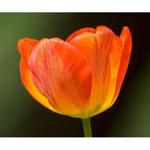 Wild, Jamie and Judy 아티스트의 Washington State-Tulip close-up작품입니다.